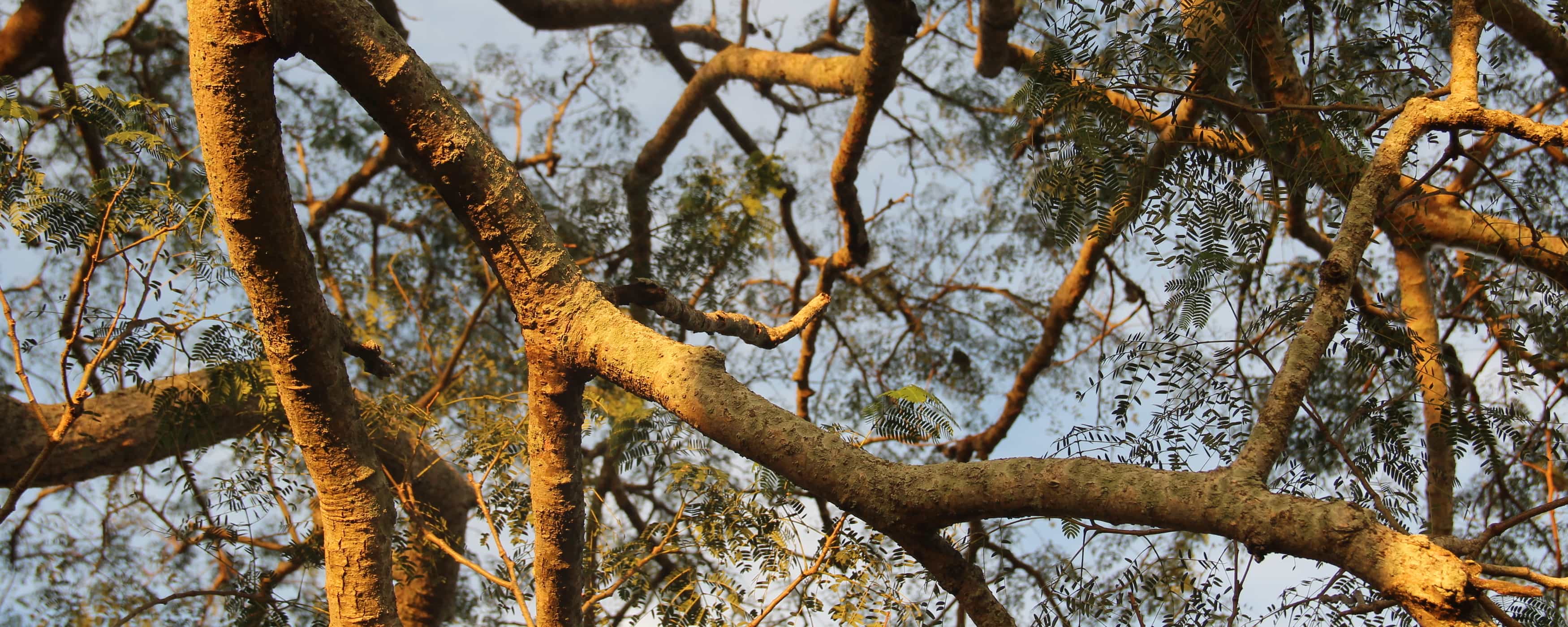 photo of tree branches