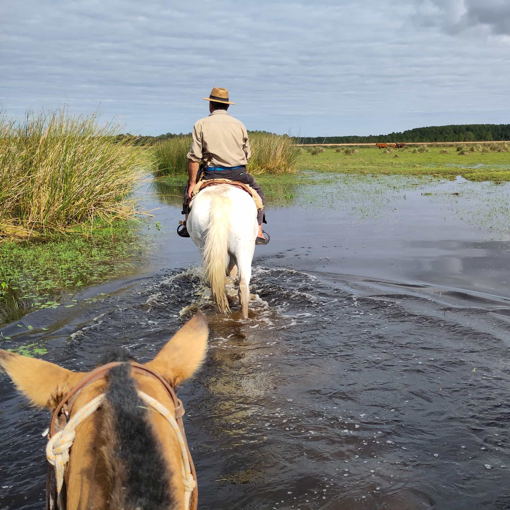 photo of the cabalgata, horses in the water