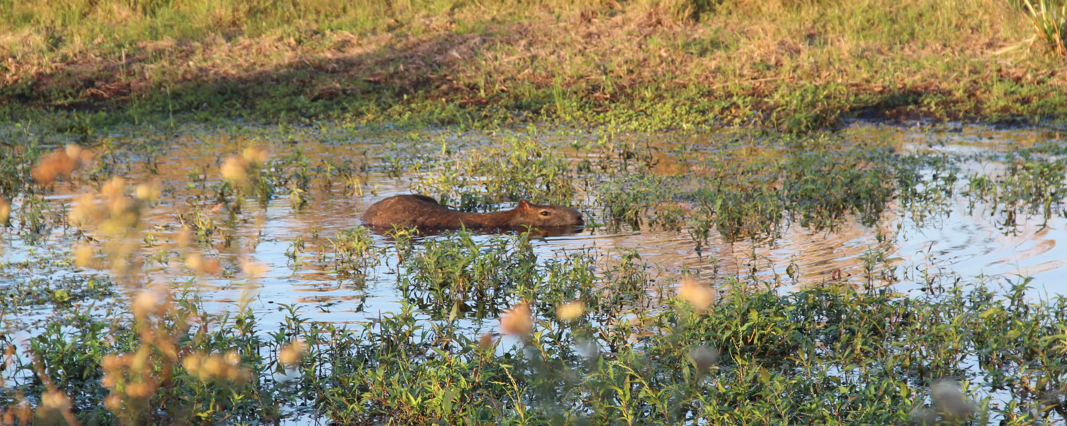foto de un carpincho nadando en el agua