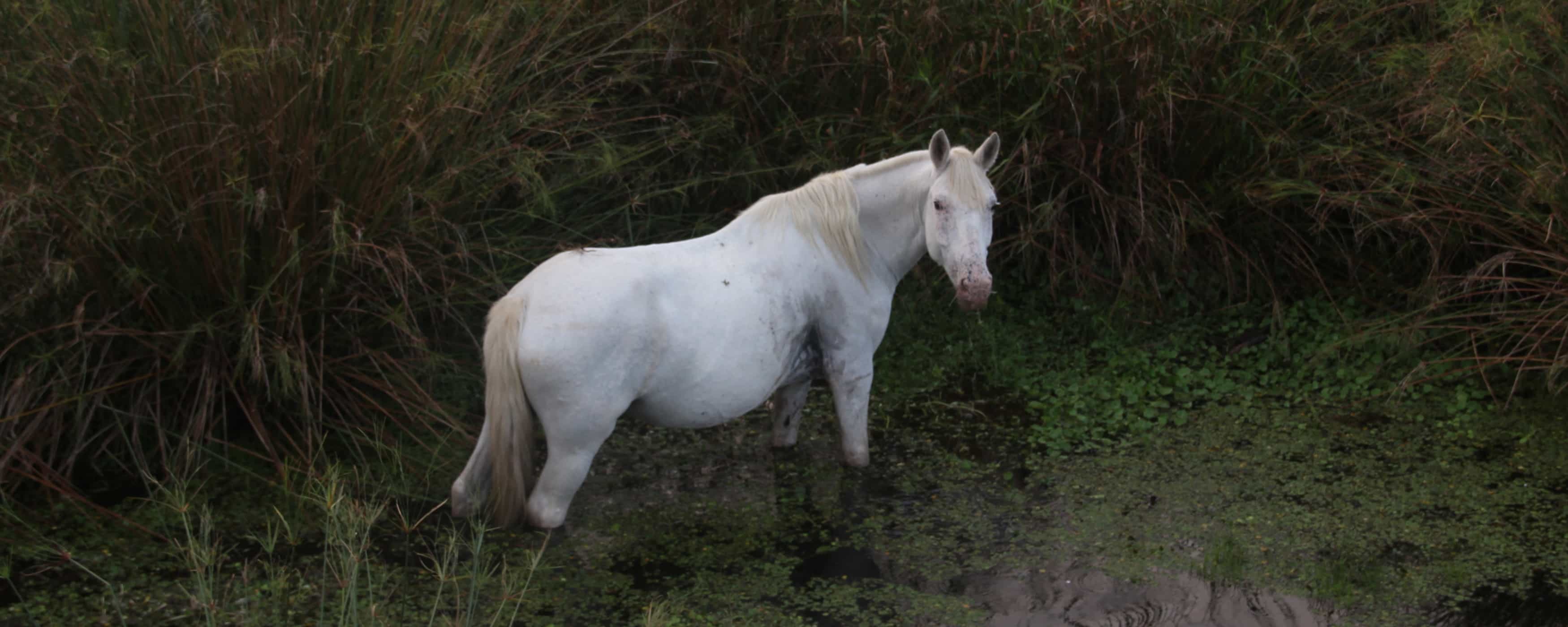photo of a mare in freedom in the wetlands