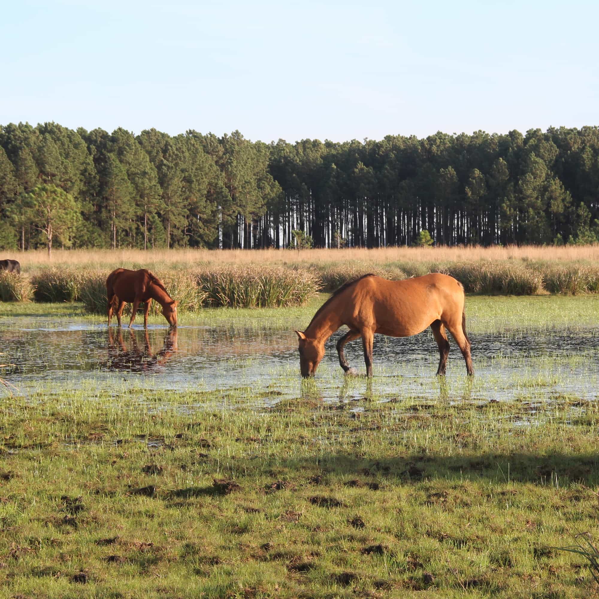 photo of a horse drinking water in the wetlands
