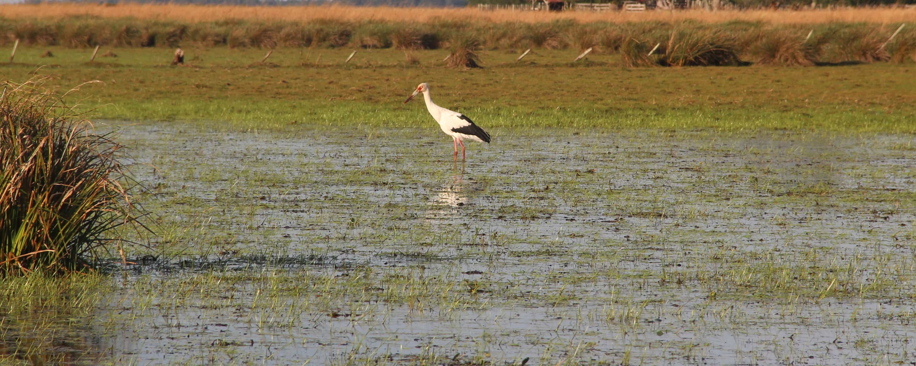photo of a stork