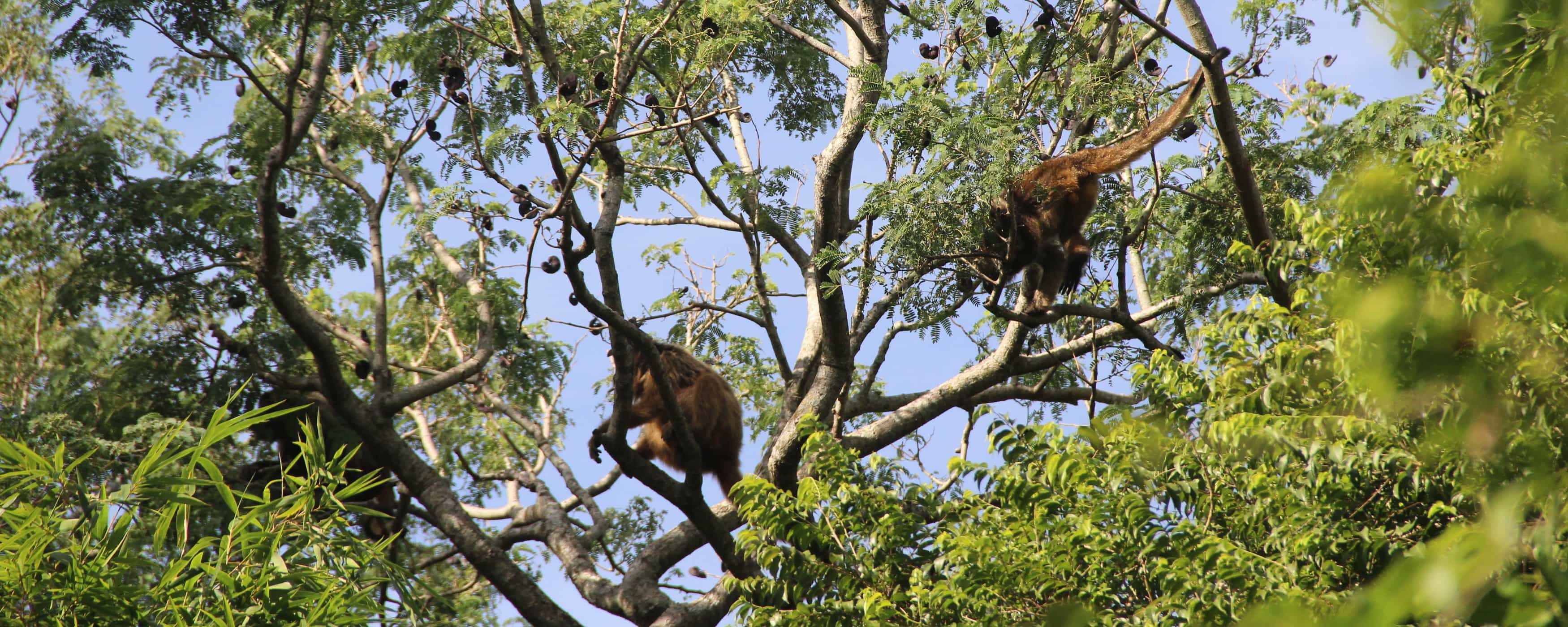 foto de 2 monos en los árboles
