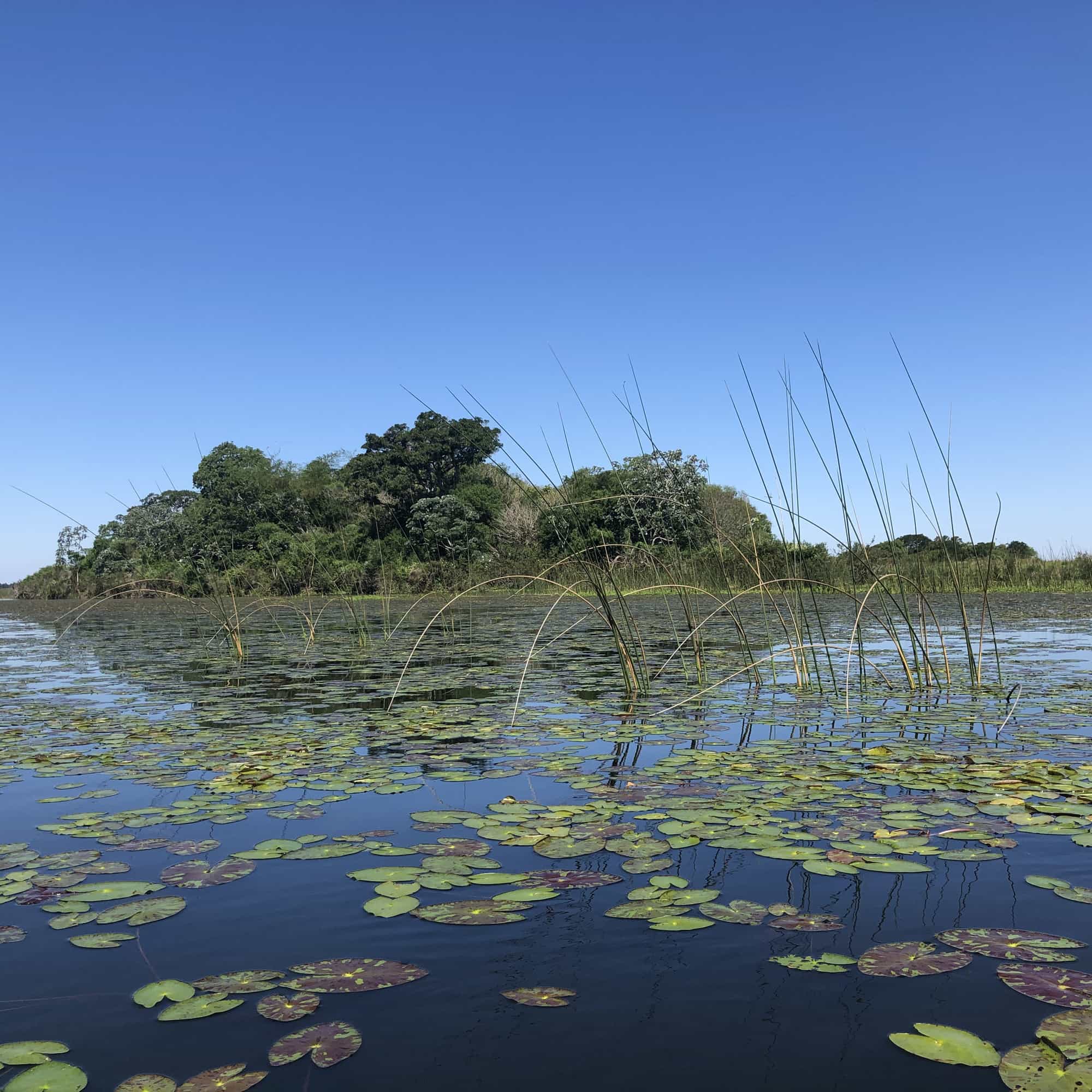 photo of vegetation in the wetlands