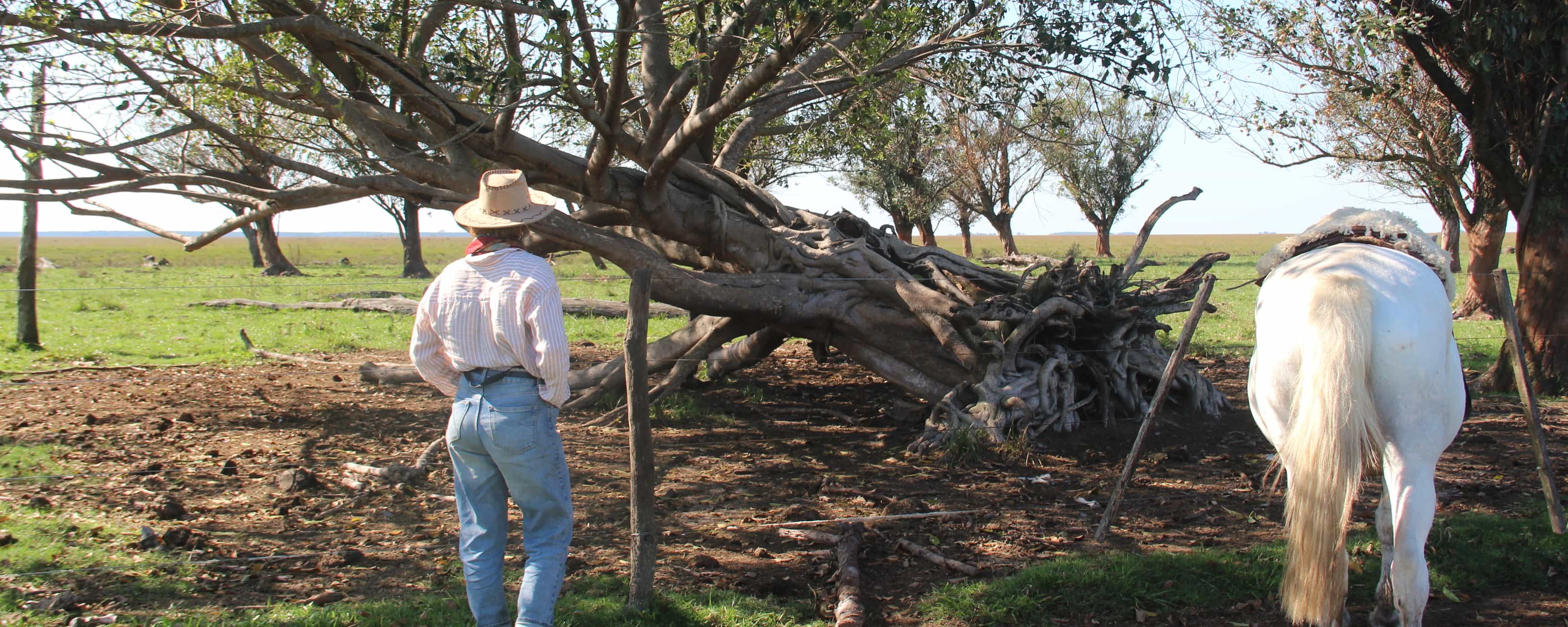 foto de un caballero en el campo