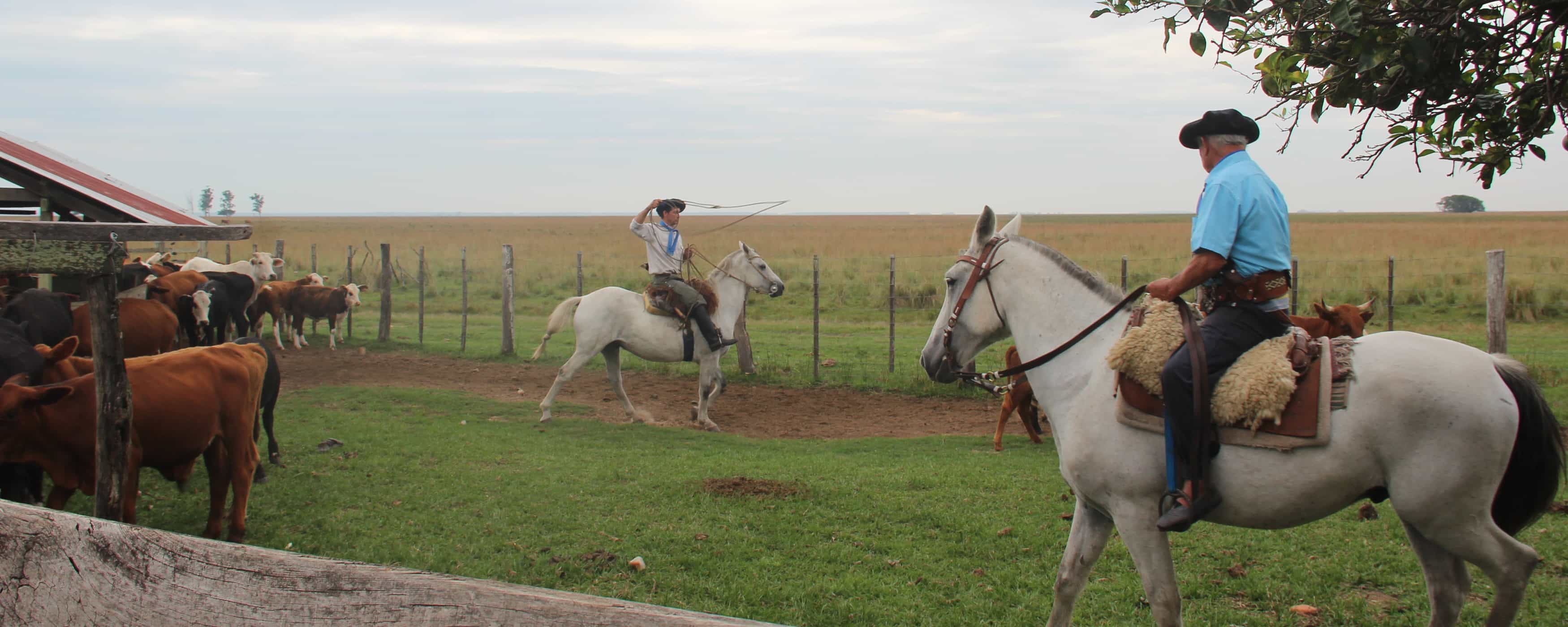 foto de un gaucho que enlaza un ternero con el lazo