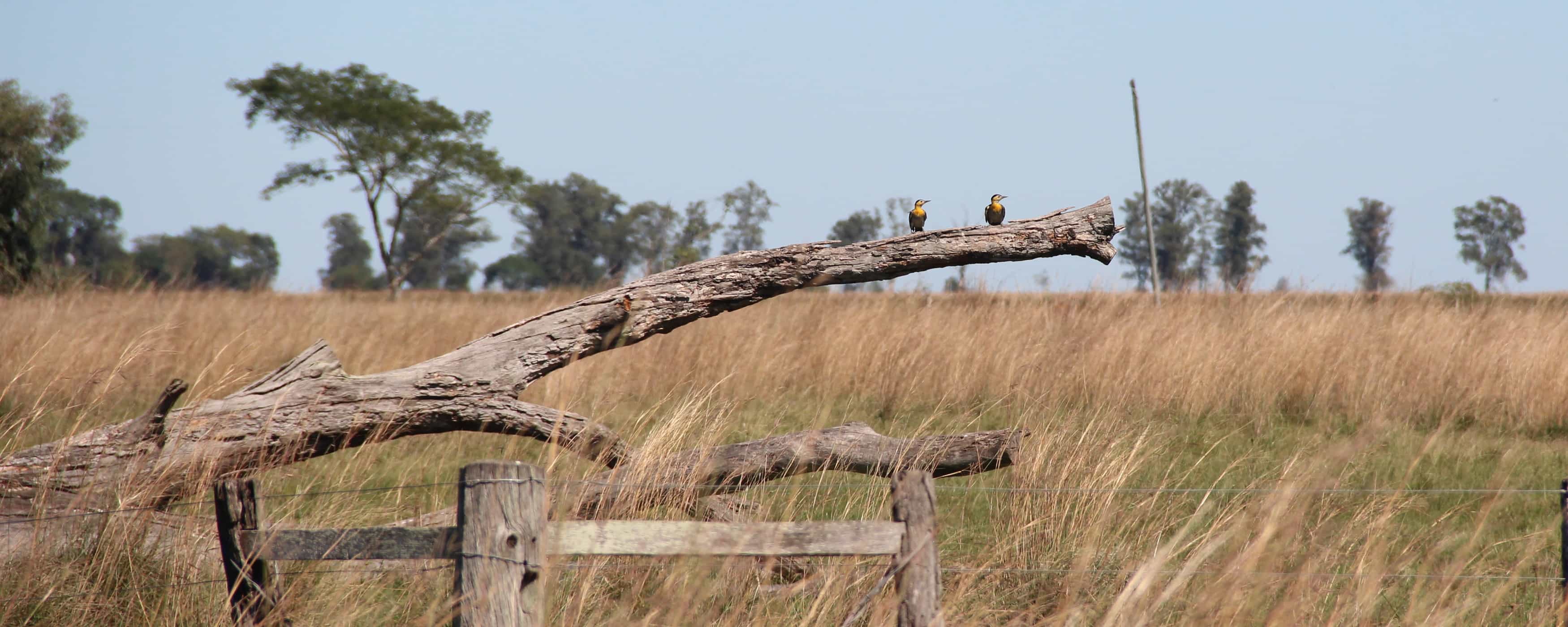 photo of colaptes campestris
