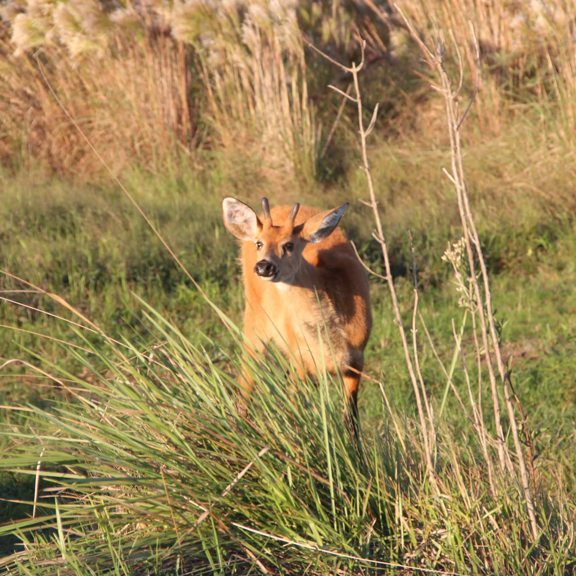 foto de un ciervo joven