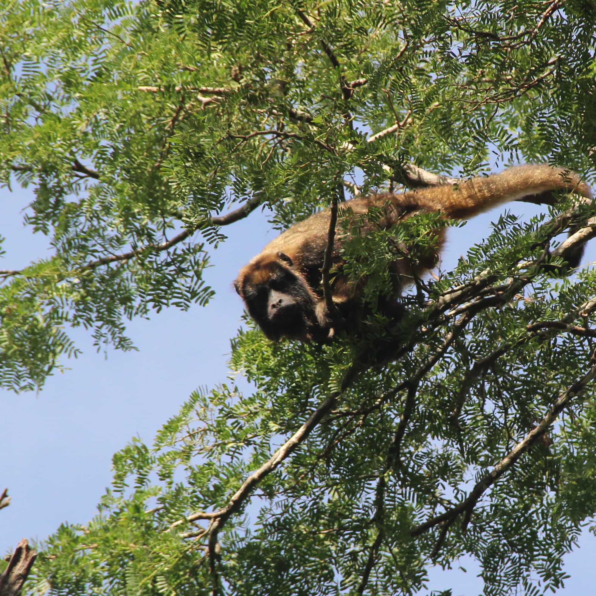 foto de un mono en un árbol