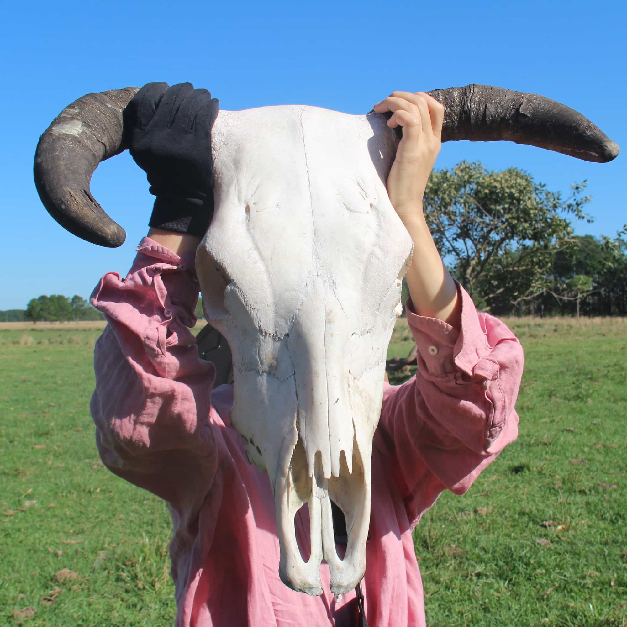 foto de un cráneo de vaca sostenido por una persona