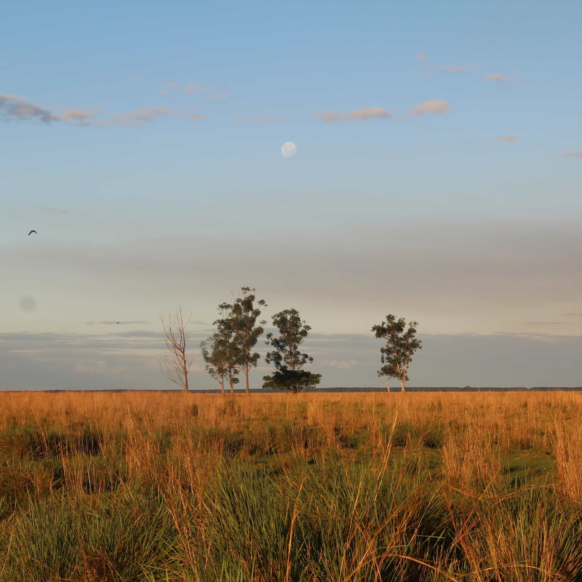 photo of trees in the distance