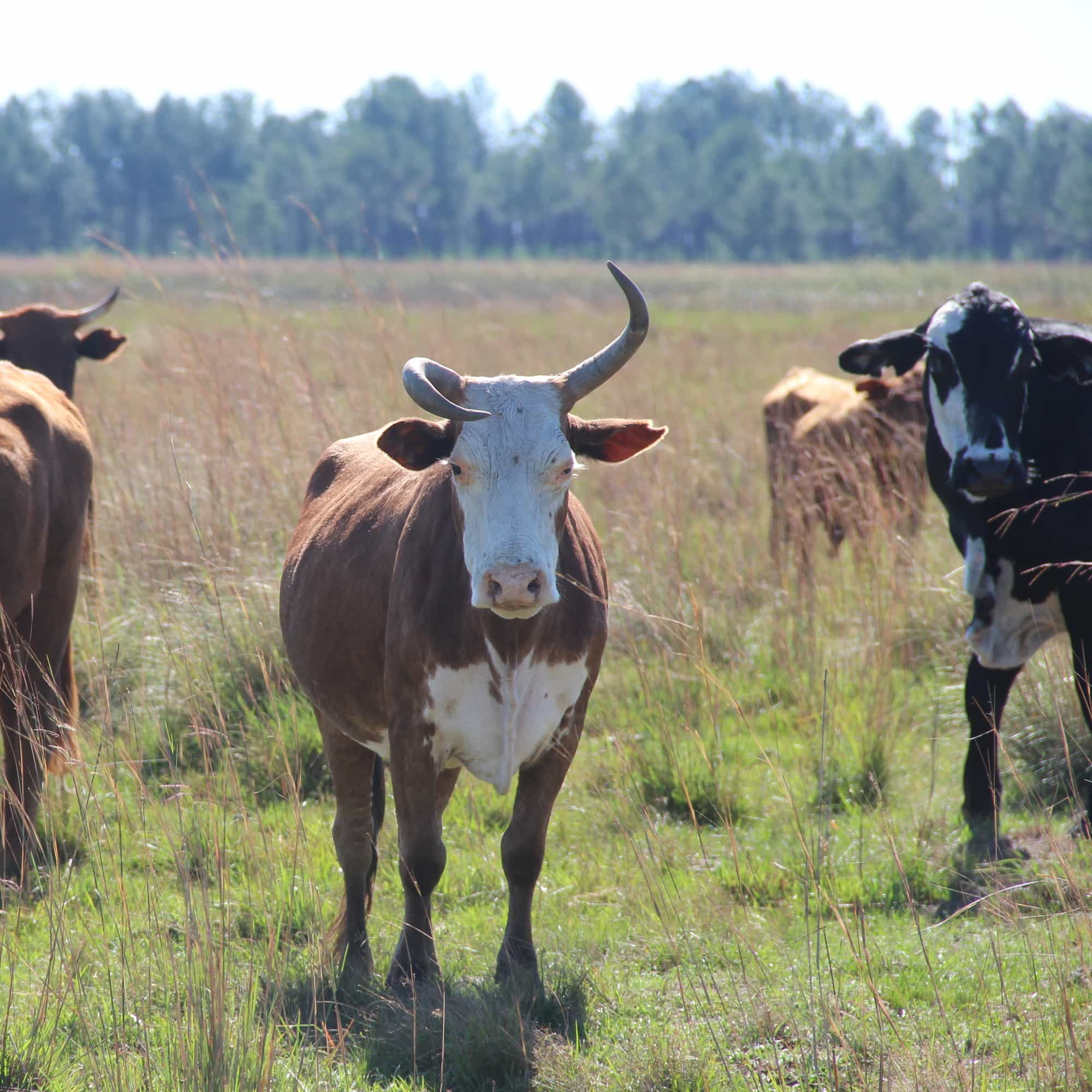 photo of cows looking at us, one with a twisted horn