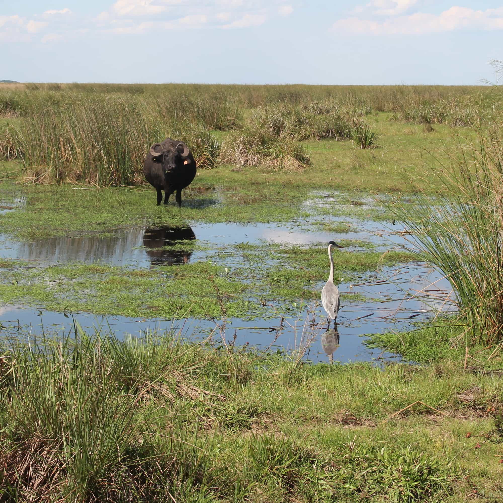 foto de un búfalo y un pájaro en los esteros