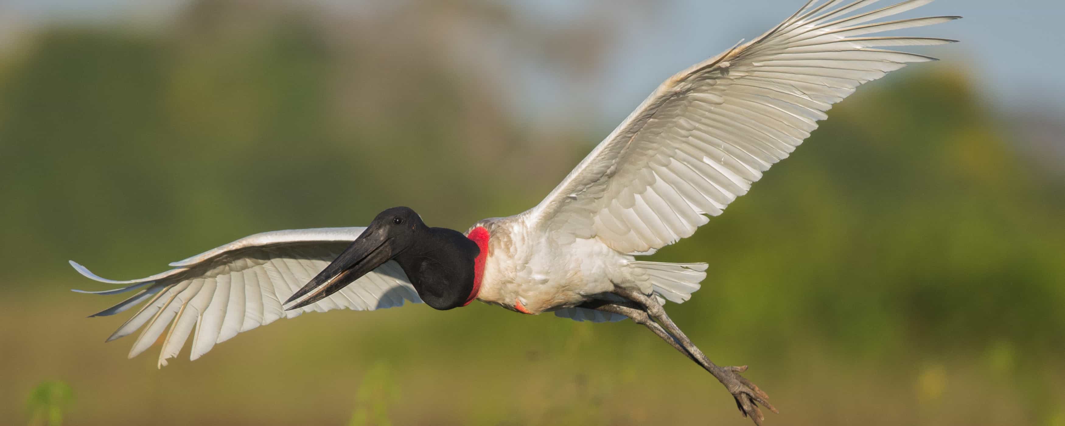 foto del tujuju de collar