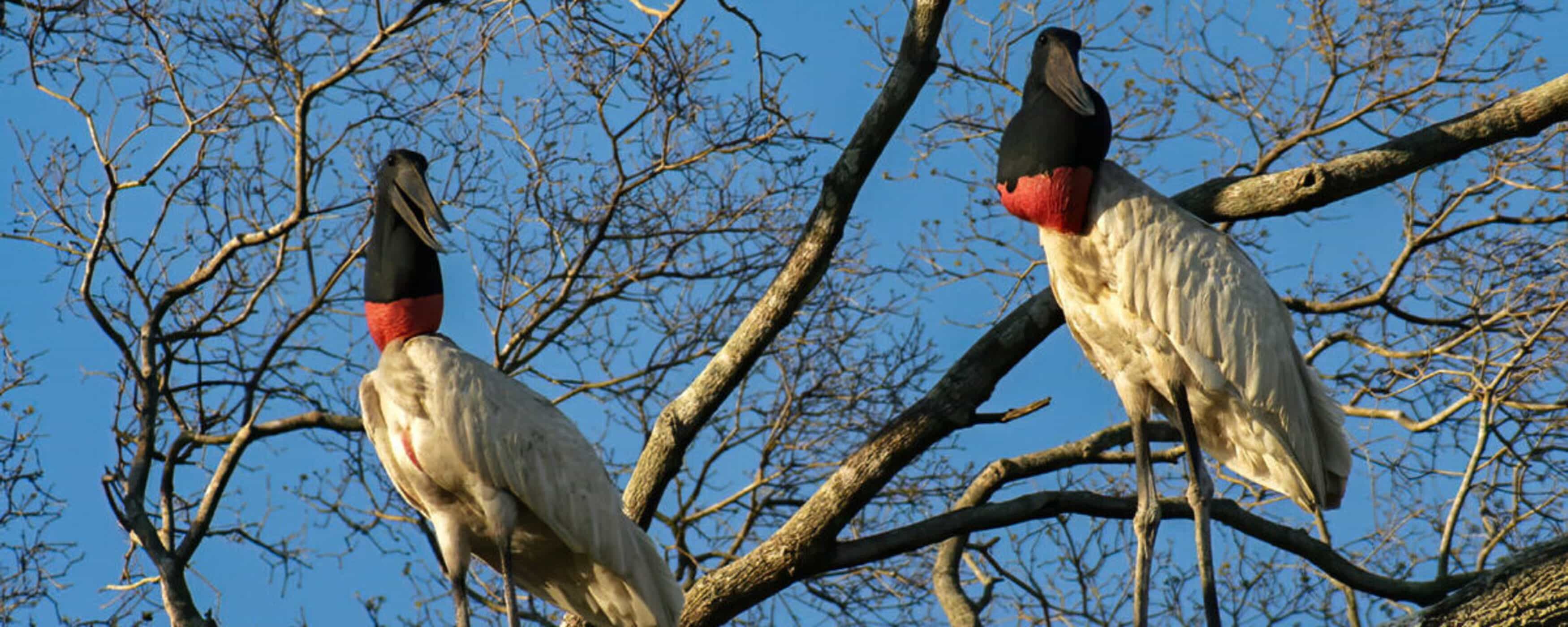 foto de un tujuju de collar