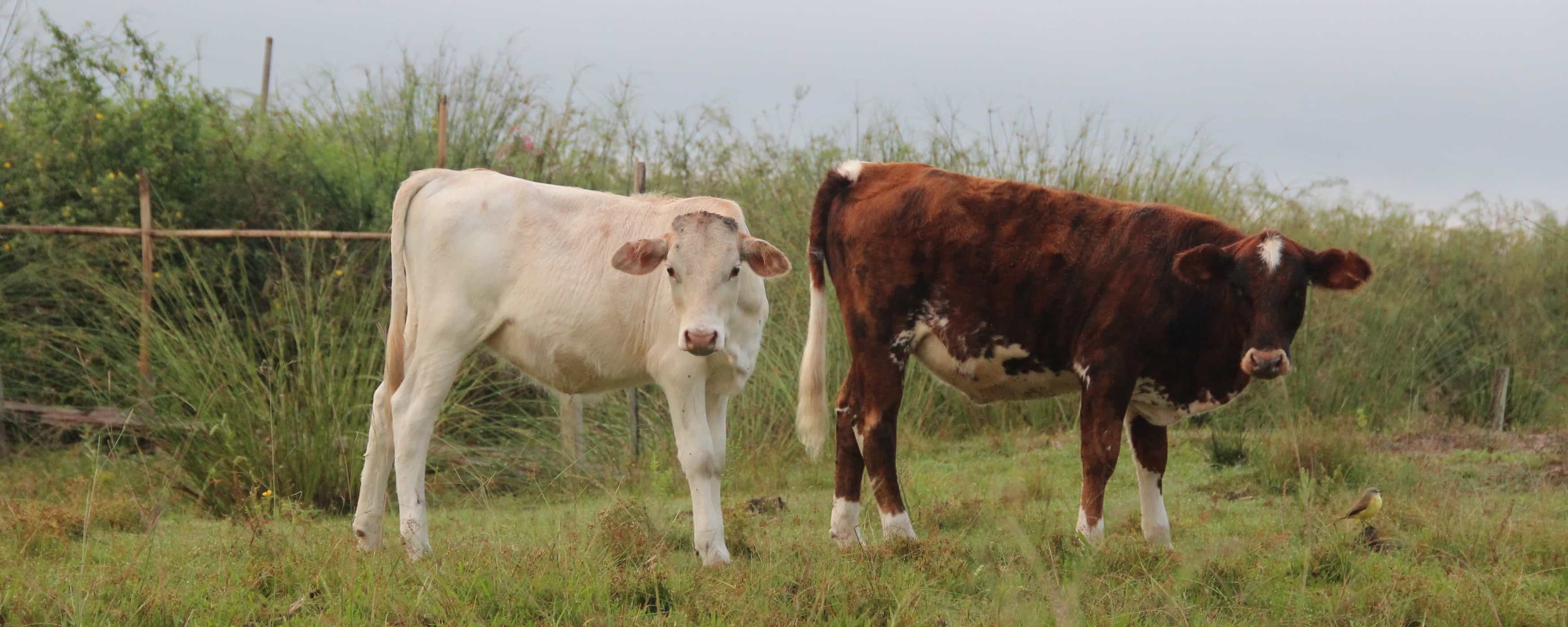photo of two calves from the estancia