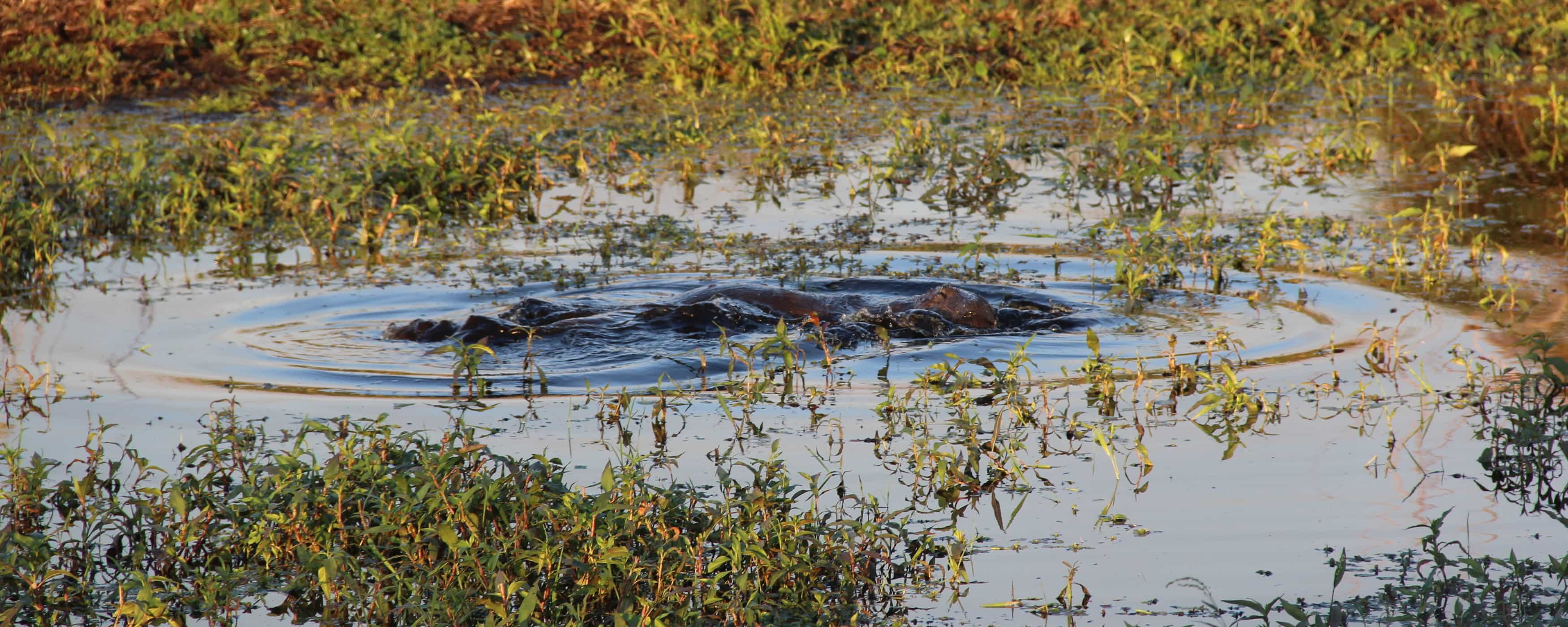 foto de yacaré en primer plano
