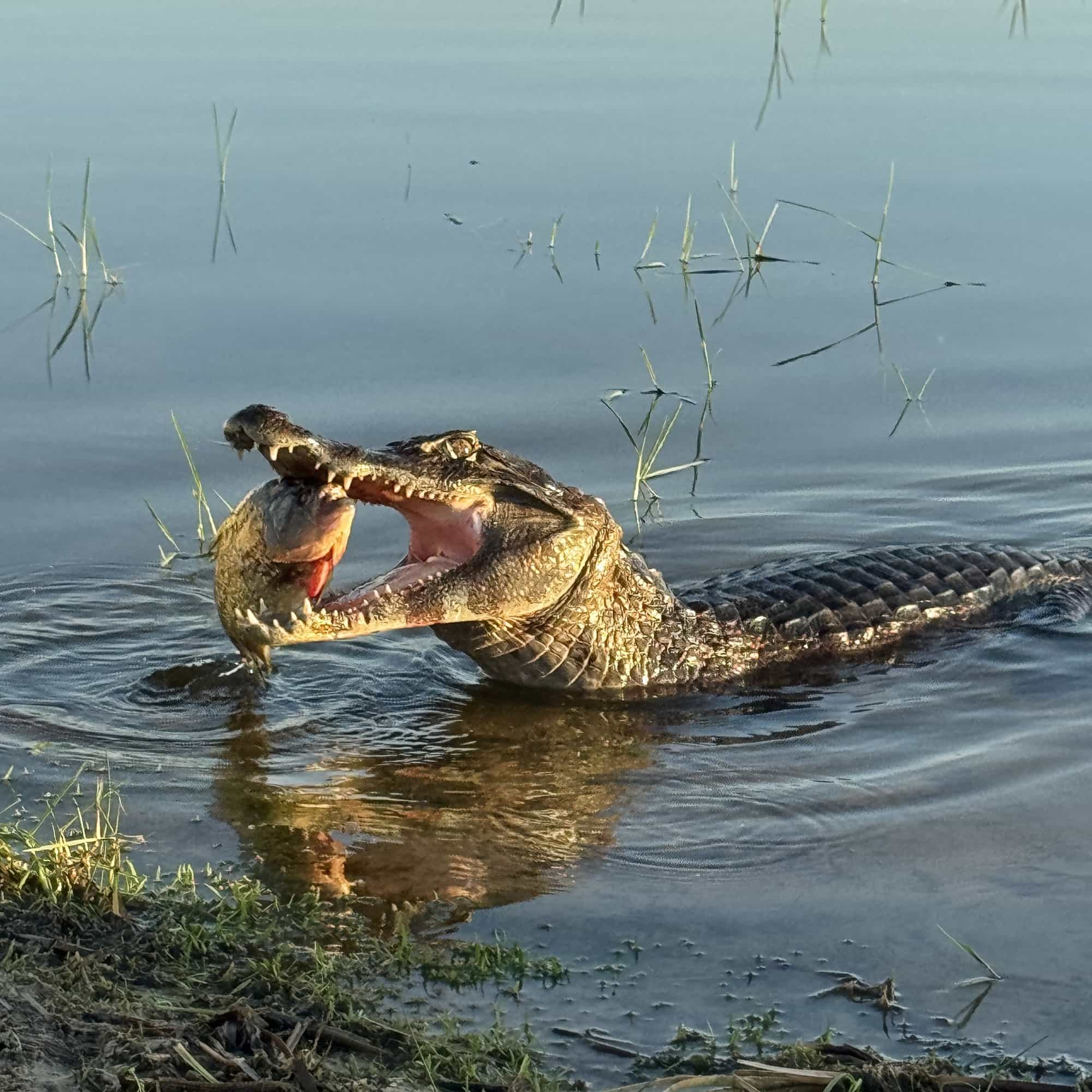 foto de un yacaré con un pez en la boca