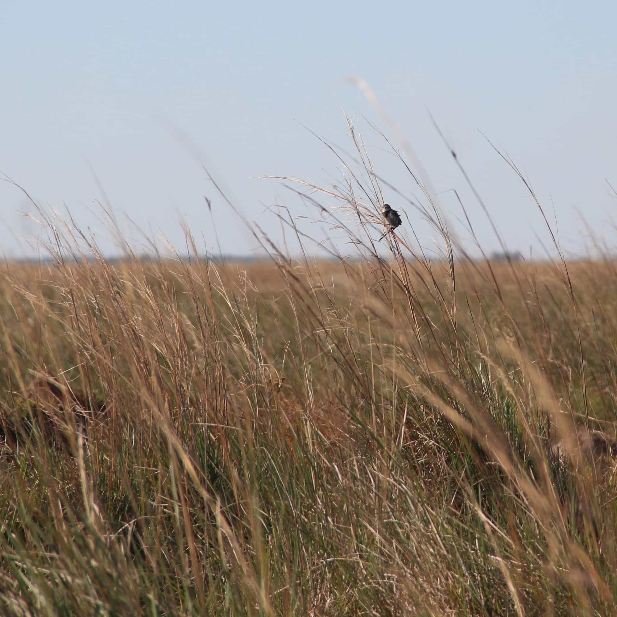 photo of a yetapa seen from afar in the grasses